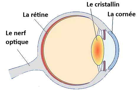 l'oeil en coupe l'oeil en coupe